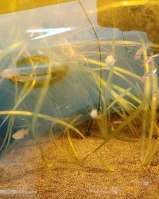 pianta acquario vallisneria gigantea