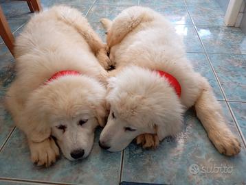 Pastore abruzzese maremmano