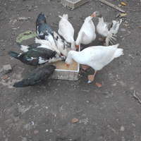 Anatre - oche - Germani