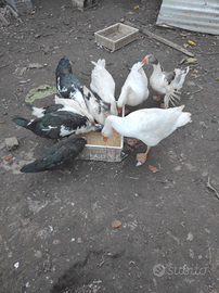 Anatre - oche - Germani