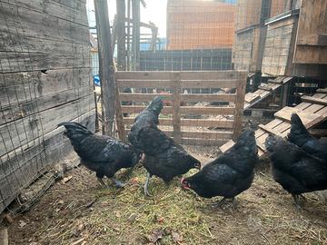Galline australorp da uova