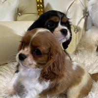 Cavalier king