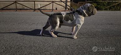 American bully per accoppiamento