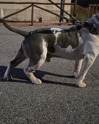 American bully per accoppiamento
