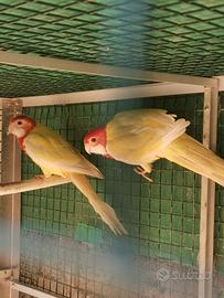 Roselle ancestrali e mutate