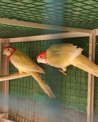 Roselle ancestrali e mutate