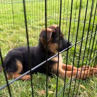 Cucciola di pastore tedesco