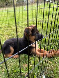 Cucciola di pastore tedesco