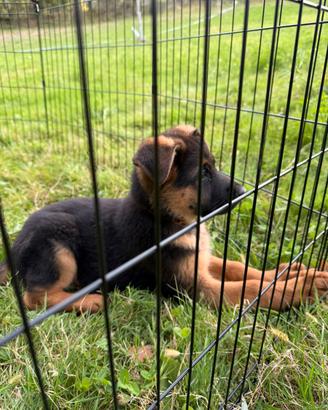 Cucciola di pastore tedesco