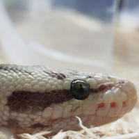 Pitone reale Pastel Enchi Desert Ghost