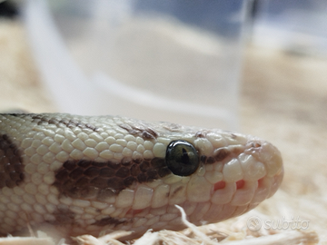 Pitone reale Pastel Enchi Desert Ghost