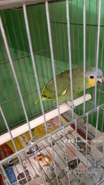 Due amazzone amazzonica