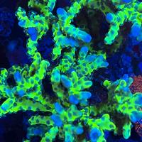 Corallo Anacropora forbesi