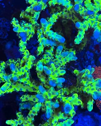 Corallo Anacropora forbesi