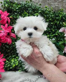 Maltese toy