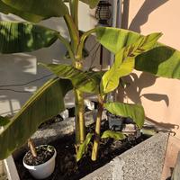 Musa sikkimensis 'Ever Red