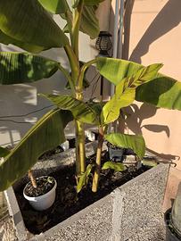 Musa sikkimensis 'Ever Red