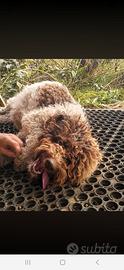 Lagotto romagnolo femmina