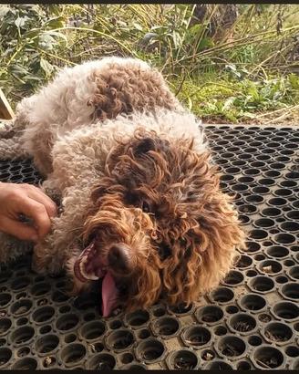 Lagotto romagnolo femmina