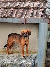 Cuccioli piccola taglia