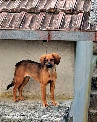 Cuccioli piccola taglia