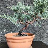 Bonsai Ginepro Shoin