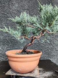Bonsai Ginepro Shoin