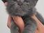Immagine 2