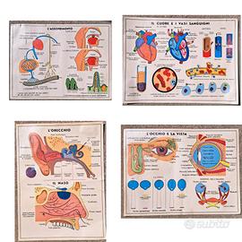 Coppia tavole didattiche 70x90 bifacciali anatomic