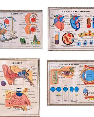 Coppia tavole didattiche 70x90 bifacciali anatomic