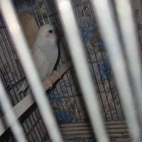 Cocorita ala merlata