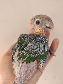 Caicchi