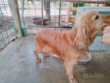 Cocker femmina tartufo