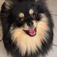 Spitz di Pomerania per monta