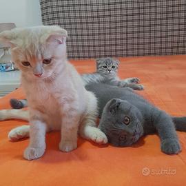 Cuccioli Scottish fold e Scottish straight 