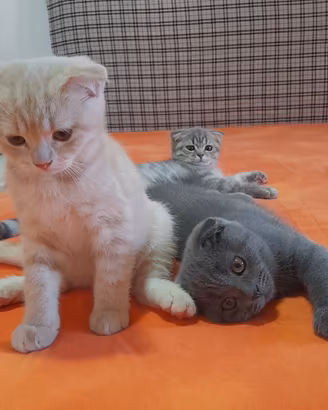 Cuccioli Scottish fold e Scottish straight 