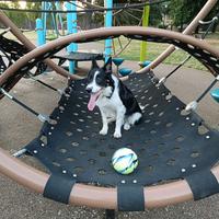 Una nuova famiglia per Milo