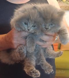 Scottish fold longhair