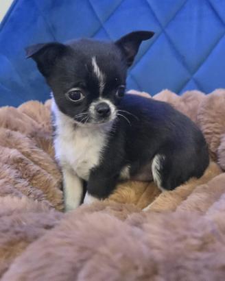 Chihuahua Mini Toy - linea messicana