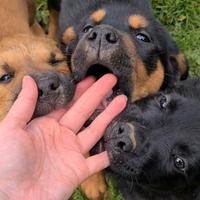 4 super CUCCIOLI di 2 MESI E MEZZO