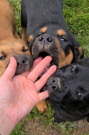 4 super CUCCIOLI di 2 MESI E MEZZO