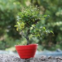 Bonsai Piracanta