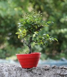 Bonsai Piracanta