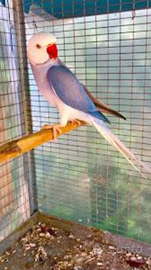 Parrocchetto dal collare Viola