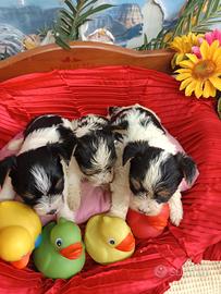 Yorkshire Biewer Terrier Nuova Cucciolata -Piccoli