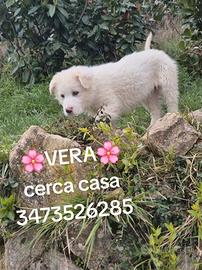 Cuccioli taglia media in adozione