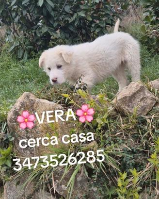 Cuccioli taglia media in adozione