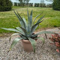 Pianta agave 