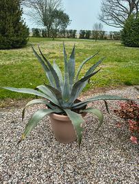 Pianta agave 