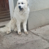 REGALASI CANE Pastore dei Pirenei